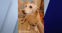 Blind man to be reunited with stolen support dog after relentless search