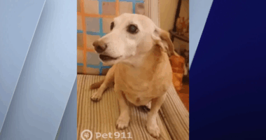 Blind man to be reunited with stolen support dog after relentless search