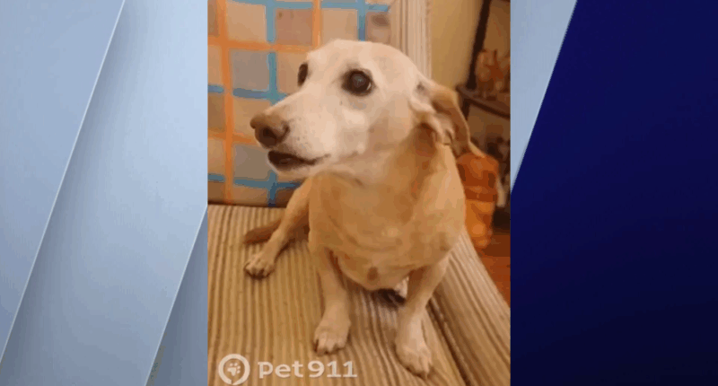 Blind man to be reunited with stolen support dog after relentless search