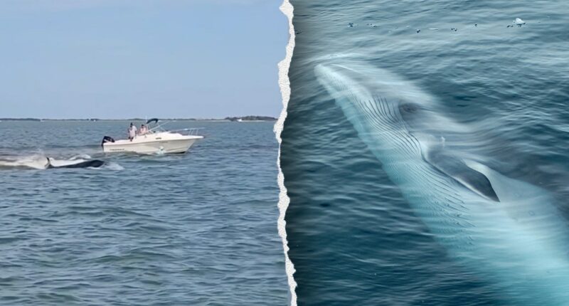 Boat collision with whale sends passenger overboard, kills 20-foot marine mammal