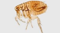 California resident tests positive for plague, health official say