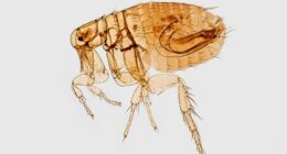California resident tests positive for plague, health official say