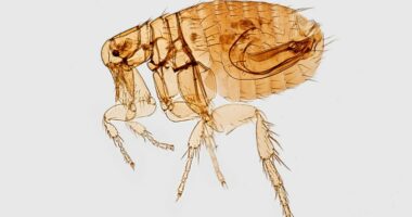 California resident tests positive for plague, health official say