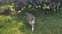 Cat travels 33 miles from home to Nottingham pub - for the SECOND time