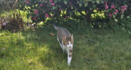 Cat travels 33 miles from home to Nottingham pub - for the SECOND time