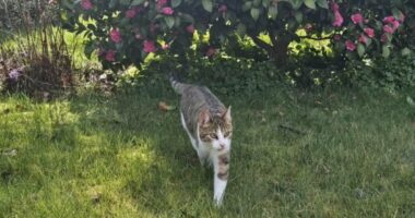Cat travels 33 miles from home to Nottingham pub - for the SECOND time