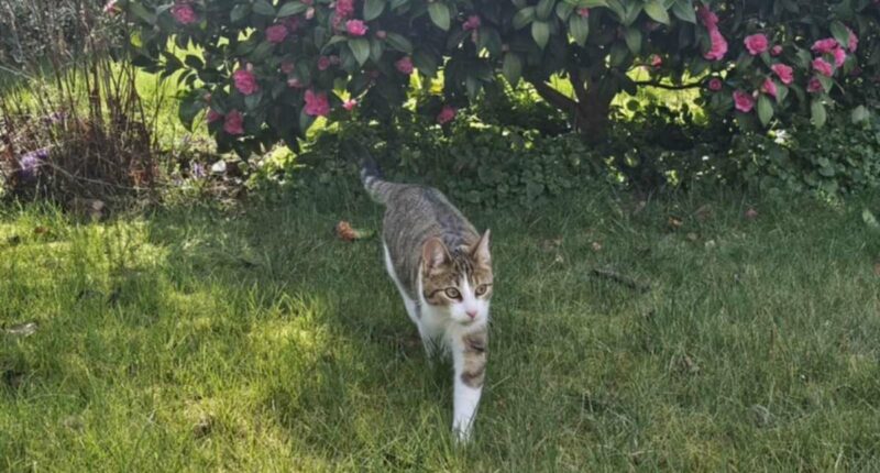 Cat travels 33 miles from home to Nottingham pub - for the SECOND time