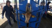 Cattle growers to get help as US ban on Mexican livestock drags on