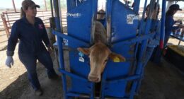 Cattle growers to get help as US ban on Mexican livestock drags on