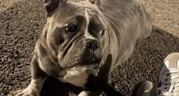 Chicago crime: Micro bully dog, 'Mamas,' stolen from Gage Park alley at 59th, Troy, police say; owner offering cash reward