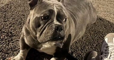 Chicago crime: Micro bully dog, 'Mamas,' stolen from Gage Park alley at 59th, Troy, police say; owner offering cash reward