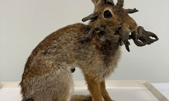 Rabbit specimen with Shope papilloma virus.