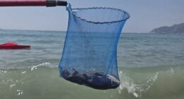 A net containing a dead rat pulled from the ocean.