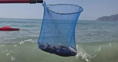 A net containing a dead rat pulled from the ocean.