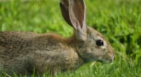 Did you know? Robot rabbits used in war on this major threat to Florida