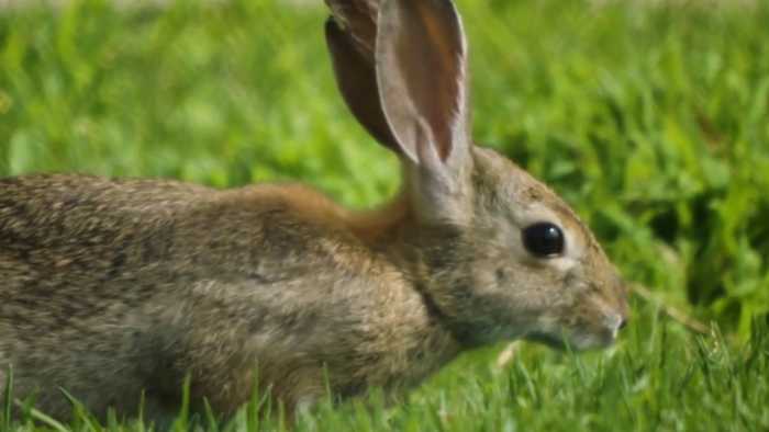 Did you know? Robot rabbits used in war on this major threat to Florida