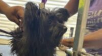 Dog groomer accused of puppy abuse: video sparks police investigation