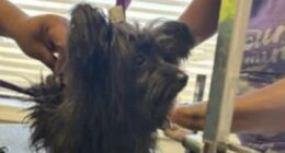Dog groomer accused of puppy abuse: video sparks police investigation