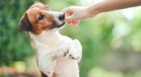 Dogs can live 32 months longer when fed 1 type of food
