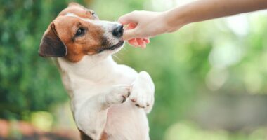 Dogs can live 32 months longer when fed 1 type of food