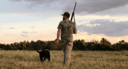 Dove hunting season to open September