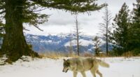 Drones blasting AC/DC and Scarlett Johansson are helping biologists protect cattle from wolves