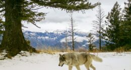 Drones blasting AC/DC and Scarlett Johansson are helping biologists protect cattle from wolves