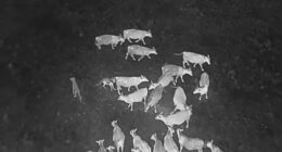 Drones blasting AC/DC and Scarlett Johansson are helping biologists protect cattle from wolves