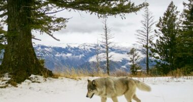 Drones blasting AC/DC and Scarlett Johansson are helping biologists protect cattle from wolves