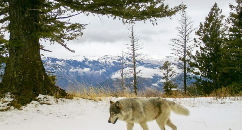 Drones blasting AC/DC and Scarlett Johansson are helping biologists protect cattle from wolves
