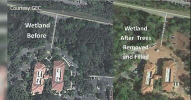 Environmental advocates file petition for rehearing in Glynn County wetlands case