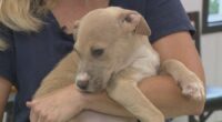 FOTAS set to host "Clear the Shelter" event as facility continues at full capacity
