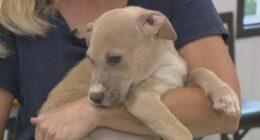 FOTAS set to host "Clear the Shelter" event as facility continues at full capacity