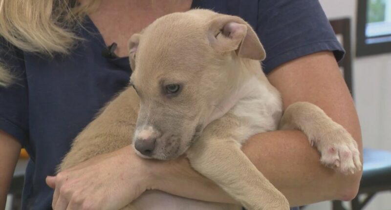 FOTAS set to host "Clear the Shelter" event as facility continues at full capacity