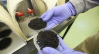 First US human case of flesh-eating parasite confirmed in Maryland