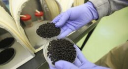 First US human case of flesh-eating parasite confirmed in Maryland