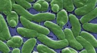 Flesh-eating bacteria in Louisiana oysters kills 2