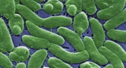 Flesh-eating bacteria in Louisiana oysters kills 2