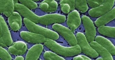 Flesh-eating bacteria in Louisiana oysters kills 2