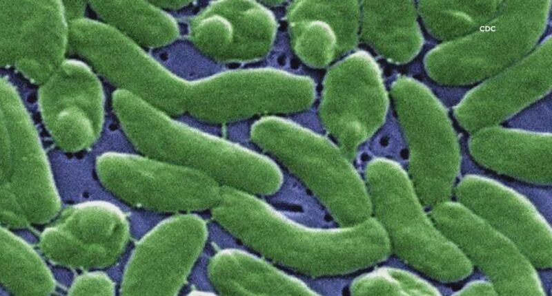 Flesh-eating bacteria in Louisiana oysters kills 2