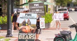 Florida wildlife officials to vote on bear hunt