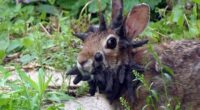 'Frankenstein' rabbits with face tentacles now pose threat to humans