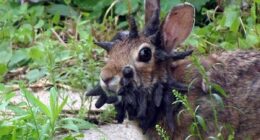 'Frankenstein' rabbits with face tentacles now pose threat to humans