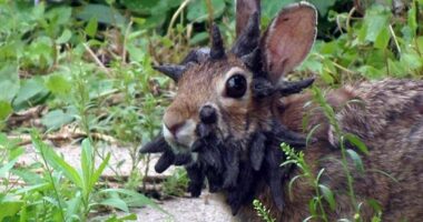 'Frankenstein' rabbits with face tentacles now pose threat to humans