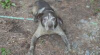 Georgia cracks down on animal abuse after major rescue operations