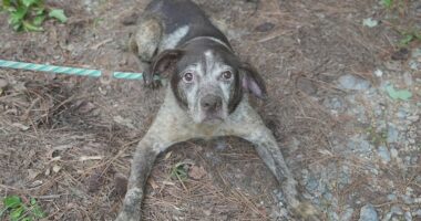 Georgia cracks down on animal abuse after major rescue operations