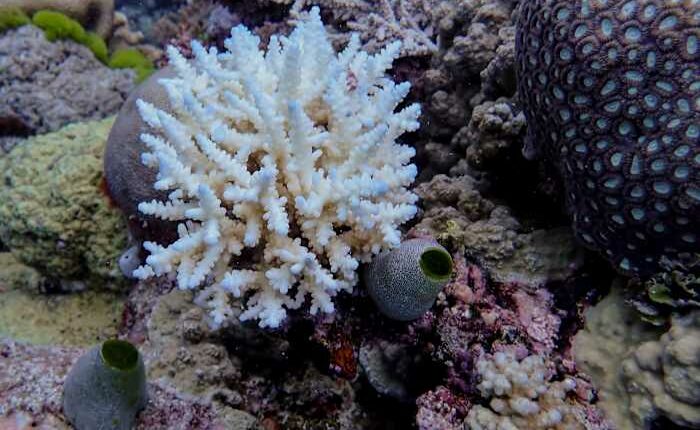 Great Barrier Reef records largest annual coral loss in 39 years