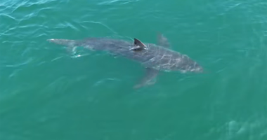 Great white shark lurking near Northeast vacation spot, drone video shows
