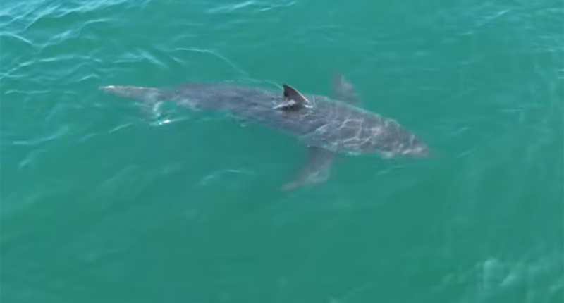Great white shark lurking near Northeast vacation spot, drone video shows
