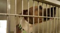 Halifax Humane ends contract with Volusia County for stray, dangerous animals